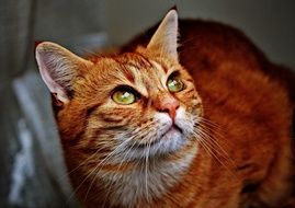 cuddly red domestic cat