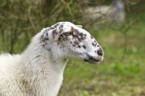 white sheep with spots on the head in a green meadow