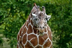 portrait of a giraffe among green trees