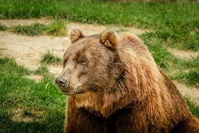 Brown Bear Ursus