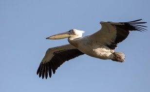 Picture of Pelican Flying in the wildlife