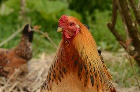 brown big chicken close up