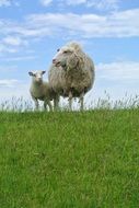 a sheep with a lamb on a green meadow