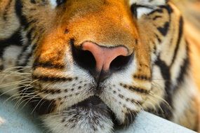 pink nose wild animal