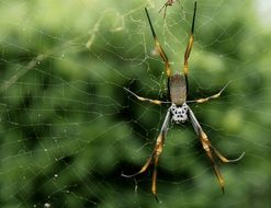 spider with long legs on a web on a background of a green bush