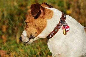 jack russell with collar