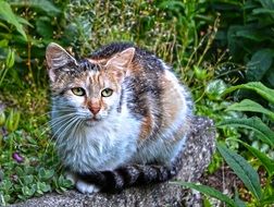 scared cat in the wild