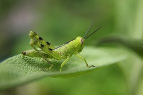 green grasshopper on the green leaf