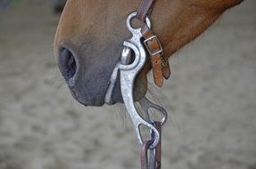 Close-up of the brown horse's head in bridle