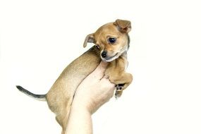 Puppy Dog on hand