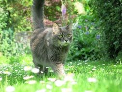 Grey cat walking on a meadow