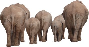 Photo of elephant's family