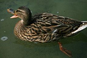 duck on water close-up