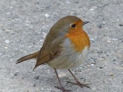 pretty bird close-up