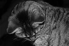 Cat Pet Animal Domestic black and white photo