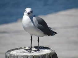 standing seagull