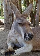 kangaroo is a marsupial animal