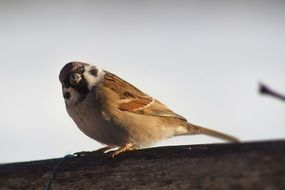 Brown sparrow bird on the tree close-up on blurred background