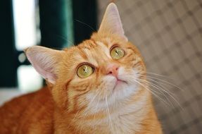 Portrait of the red domestic cat