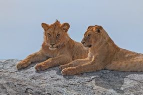 two lions on a rock in the sun