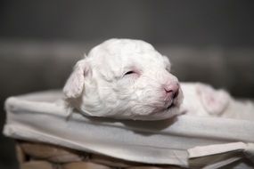 Puppy Malteser