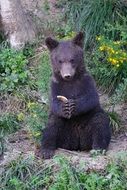 cute lovely Brown Bear