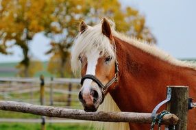 portrait of red horse with white mane