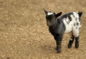 fluffy black and white goat