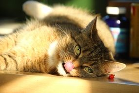 Cat and chili peppers
