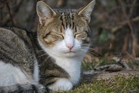 sleeping cat on the grass