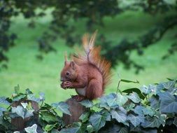 incomparable Squirrel