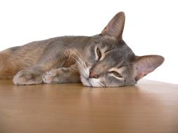 Abyssinian cat is resting