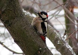 Woodpecker in wintry forest