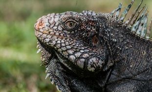 great reptile,iguana
