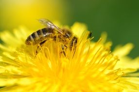 cute bee in pollen on a yellow flower