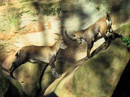 two ibex at an altitude of butting with each other