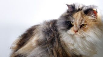 cat with angora hair close up