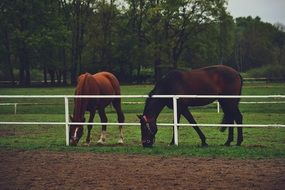 Horses Ranch