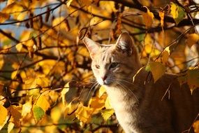 red kitten in the autumn forest