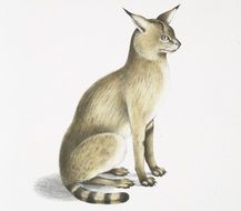 Drawing of chaus affinis clipart