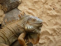 lizard in the desert