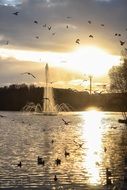 birds fly over the lake during sunset