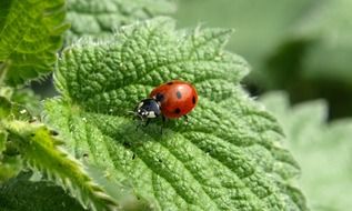 ladybird on a nettle