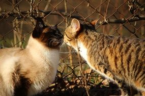 portrait of sniffing each other cats