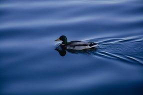 duck on blue water close up