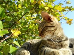 Cat near the tree