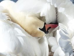 white swan cleans feathers close up