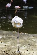 White Flamingo Bird