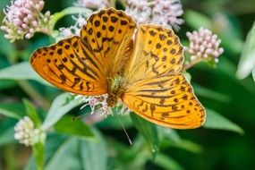 filigree orange butterfly in wildlife