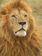 lion in Kenya close-up on blurred background